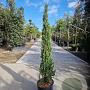 Cupressus semp. 'Pyramidalis' 125-150 cm container meerstammig