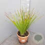 Dasylirion serratifolium 50-60 cm 6L