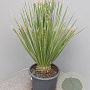 Dasylirion serratifolium 70-90 cm 15L