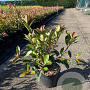 Photinia fraseri 'Red Robin' 40-50 cm 5,0L