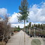 Eucalyptus gunnii 180 cm stam 50L 14-16