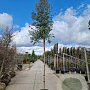 Eucalyptus gunnii 180 cm stam cont. 500L 20-25