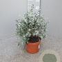Eucalyptus gunnii GM P17