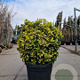 Euonymus jap. 'Aureus' 60-80 cm 45L bol