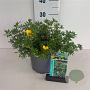 Potentilla f. 'Goldfinger' 20-30 cm 3,5L