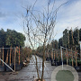 Gleditsia triac. 'Sunburst' 300-350 cm draadkluit meerstammig solitair