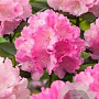 Rhododendron (Y) 'Polaris' 25-30 cm 5,0L
