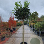 Ilex 'Nellie R. Stevens' 130 cm stam container 12-14