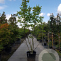 Juglans regia 250-300 cm container meerstammig