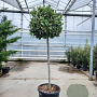 Laurus nobilis 120 cm stam container bol 50-60