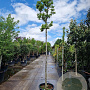 Magnolia stellata 180 cm stam container 14-16