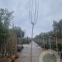 Morus alba 'Fruitless' 220 cm stam container 12-14