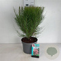 Tamarix tetrandra 60-80 cm 10L