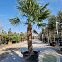 Trachycarpus fortunei 100 cm stam container