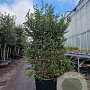 Osmanthus burkwoodii 150-175 cm container meerstammig