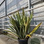 Phormium tenax 60-80 cm 30L
