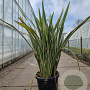 Phormium tenax 'Aureovariegata' 100-125 cm 30L