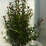 Photinia fraseri Carré Rouge 125-150 cm 20L