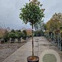 Photinia fraseri 'Red Robin' 120 cm stam container bol 50-60