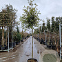 Quercus ilex 170 cm stam container 6-8