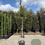 Quercus ilex 160 cm stam container 8-10