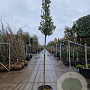 Quercus ilex 170 cm stam container 8-10