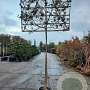 Quercus ilex 180 cm stam container 20-25 lei 150x120