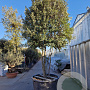 Quercus ilex 300-350 cm cont. 350L paraplu