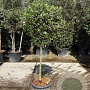 Quercus ilex 80 cm stam container bol 50-60
