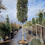 Quercus ilex 170 cm stam container 25-30 lei 150x150