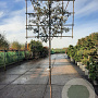 Quercus ilex 180 cm stam container 6-8 rek