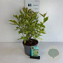 Cornus alba 'Gouchaultii' 20-30 cm 3,5L