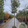 Quercus ilex 150 cm stam container 12-14 leiboom