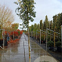 Quercus ilex 200 cm stam container 12-14