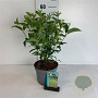 Cornus sericea 'Flaviramea' 30-40 cm 3,5L