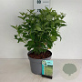 Cornus sericea 'Flaviramea' 80-100 cm 10L