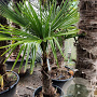 Trachycarpus fortunei 60 cm stam container