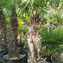 Trachycarpus fortunei 100 cm stam container