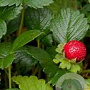 Fragaria chiloensis 'Chaval' GM P9