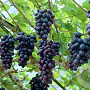 Vitis vinifera 240 cm stam container 20-25