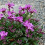 Arabis blepharophylla GM P9