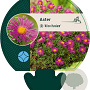 Aster (D) 'Alice Haslam' GM P9