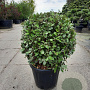 Elaeagnus ebb. 'Compacta' 60-80 cm 35L bol