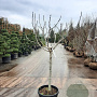Ficus carica 100 cm stam container 16-18