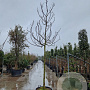 Ficus carica 180 cm stam container 18-20 leiboom