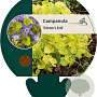 Campanula 'Dickson's Gold' GM P9