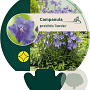 Campanula pers. 'Coerulea' GM P9