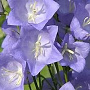Campanula pers. 'Coerulea' GM P9