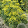 Anethum graveolens GM P9