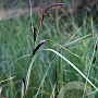 Carex acuta GM P9